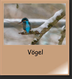 Vögel