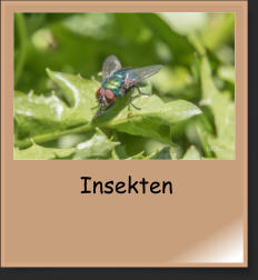 Insekten